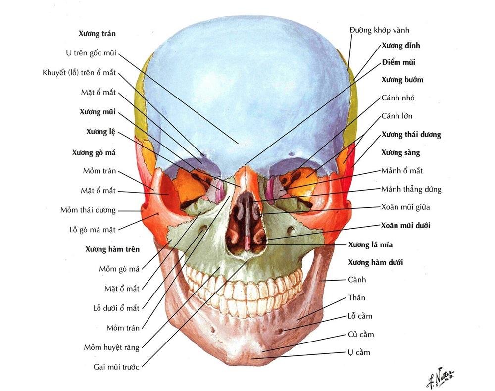 Tổng quan về Chấn thương hàm mặt